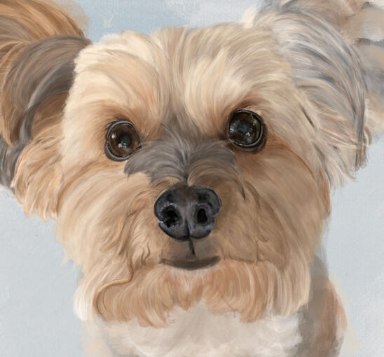 Small Dog Pet Portrait