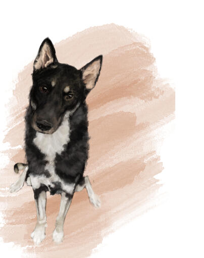 Mixed media pet portait